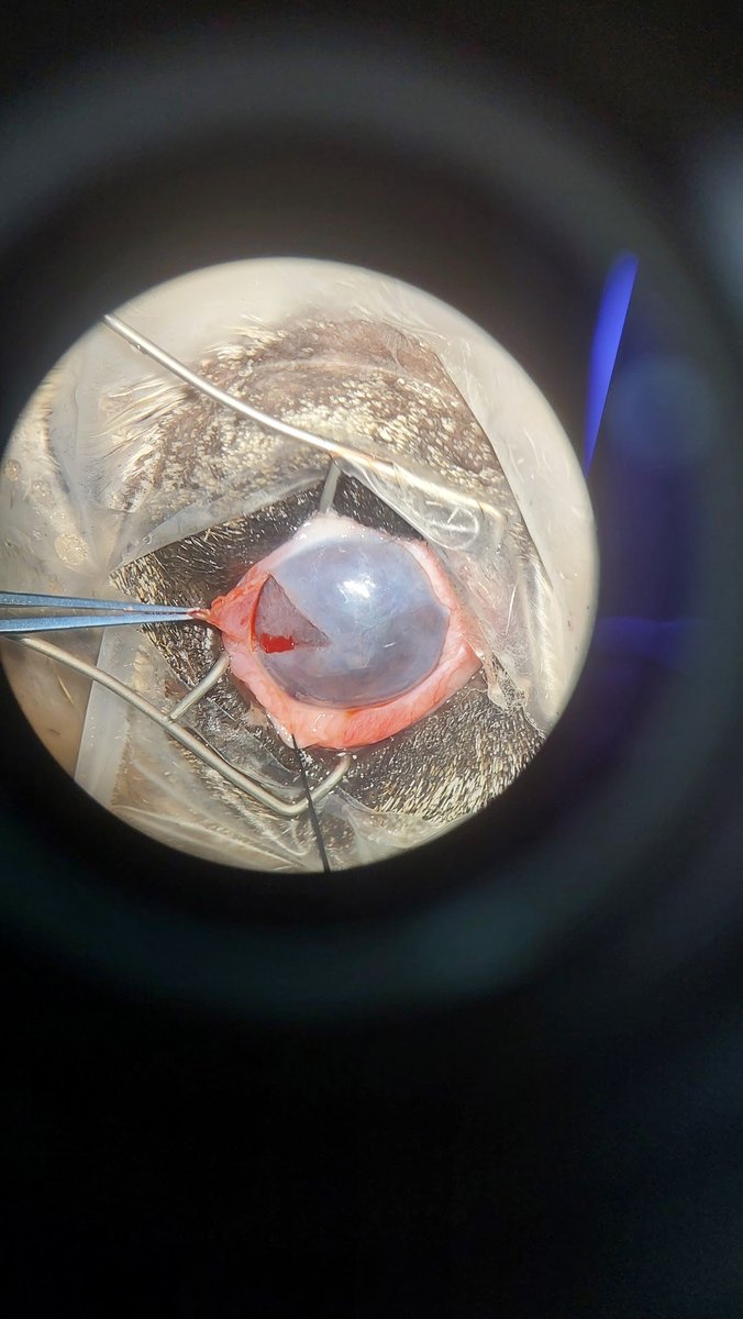 Pet Health | Centro Veterinário