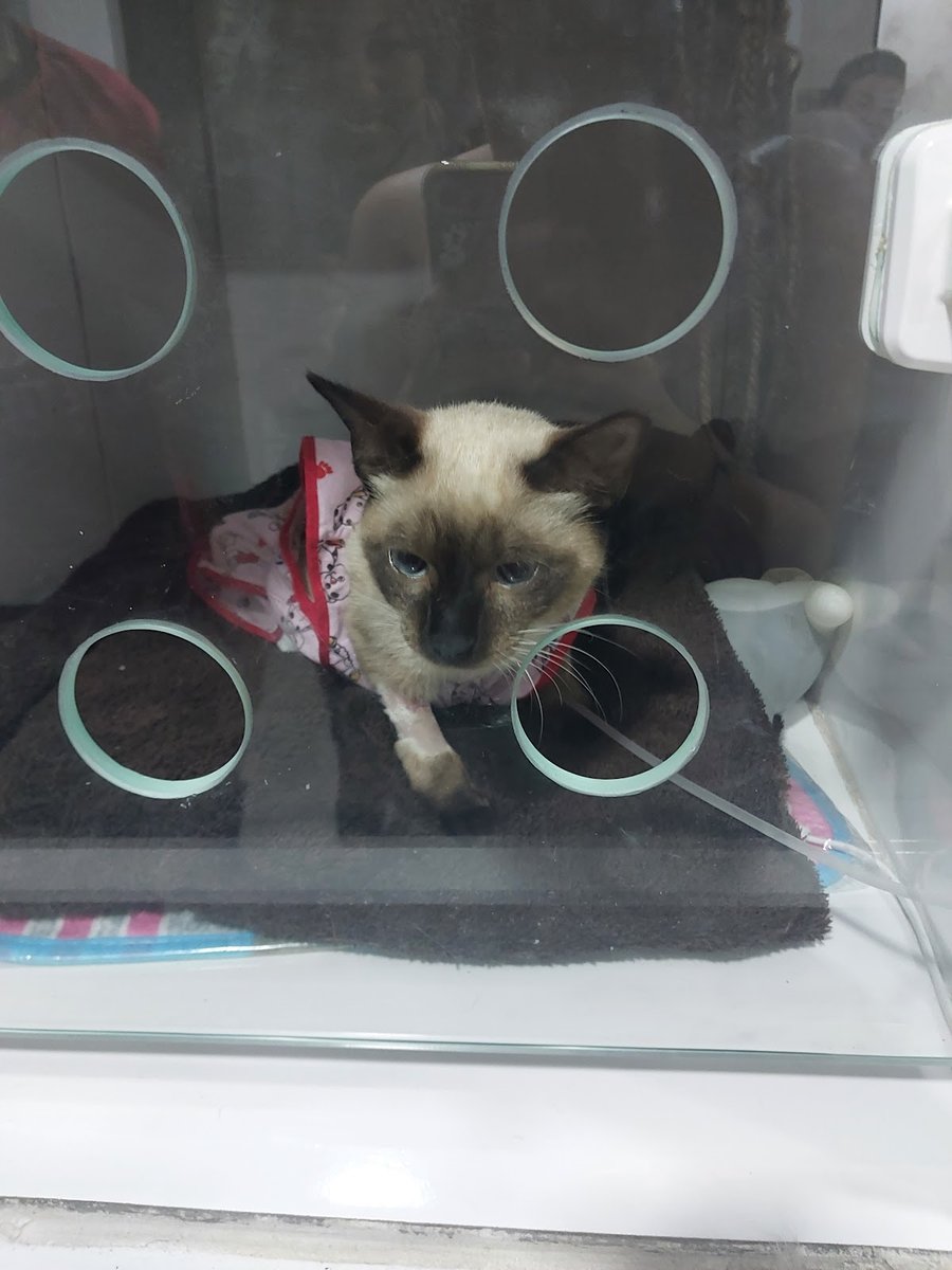 Clínica Veterinária Vet Ilha