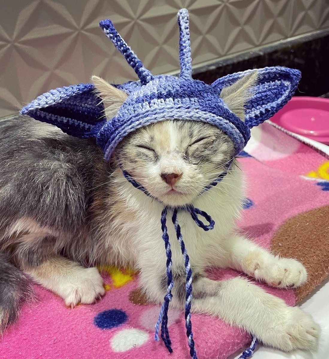 Medicina Felina Dra. Selma