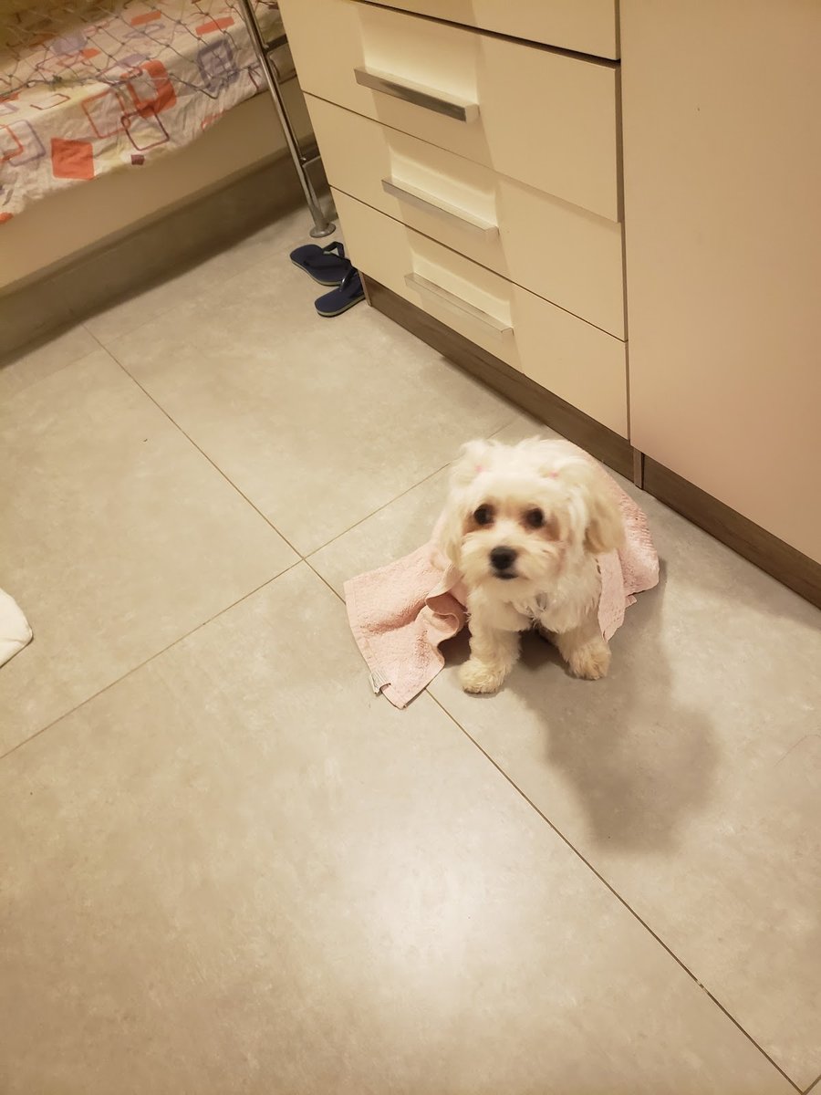 Candoguinho - Banho e Tosa Asa Norte