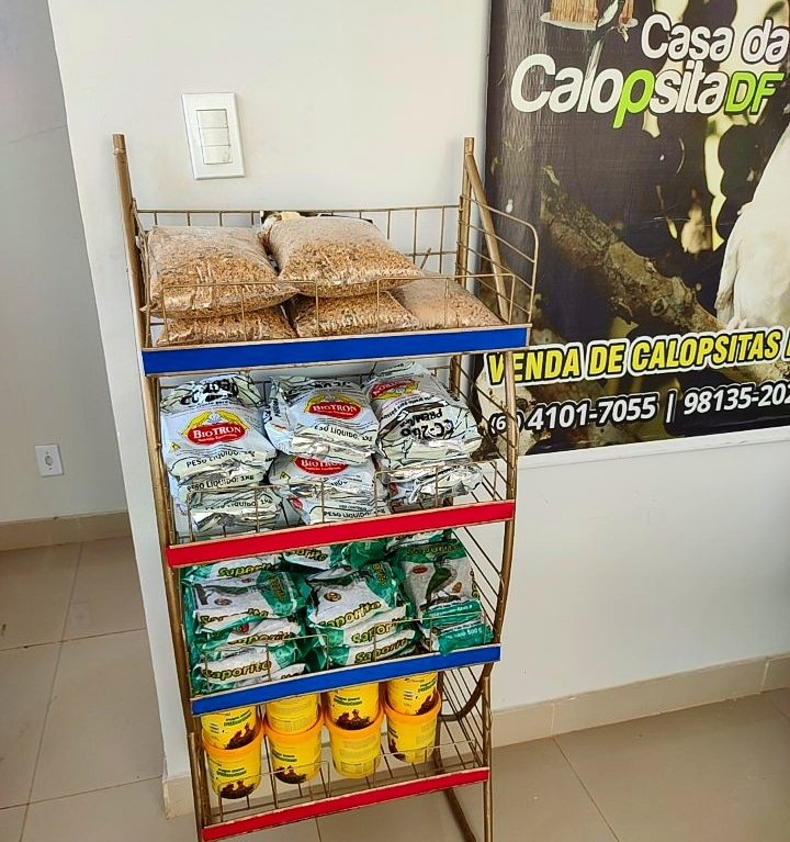 Casa da Calopsita DF