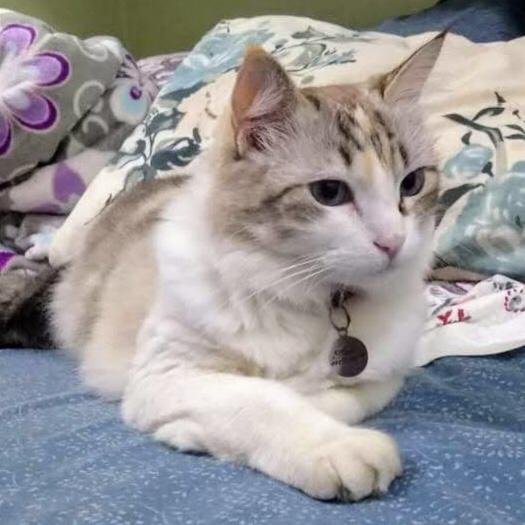 Veterinária Spadetti