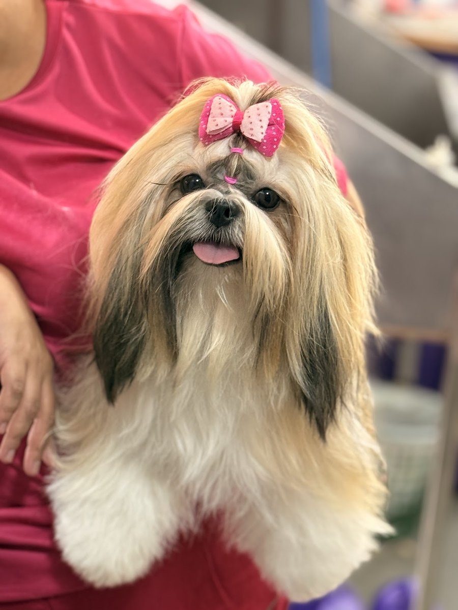 Ketypety banho e tosa