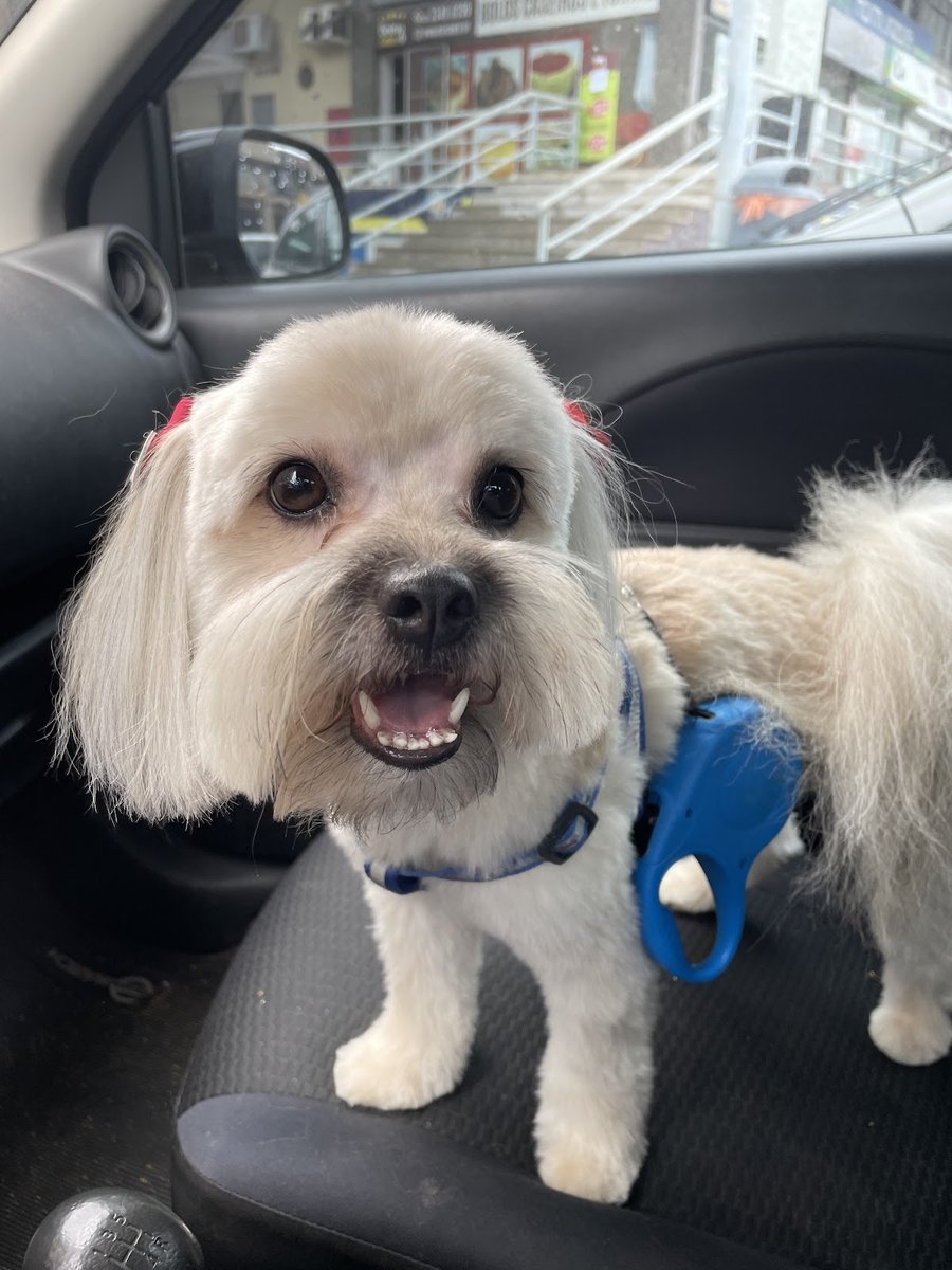 Cão Mais Gato - Boutique Pet e Veterinária