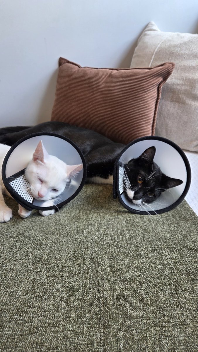 Rex Clínica Veterinária