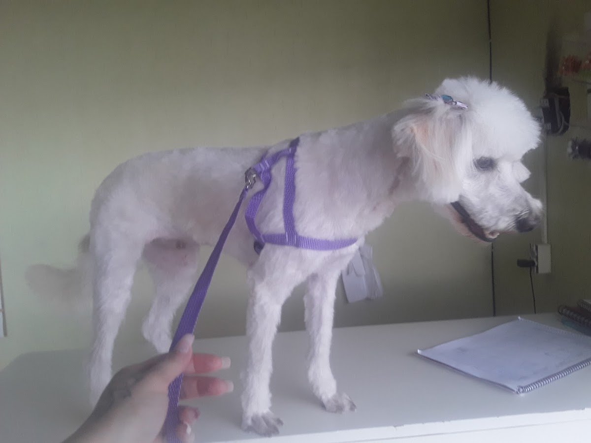 Amigo Meu Banho & Tosa