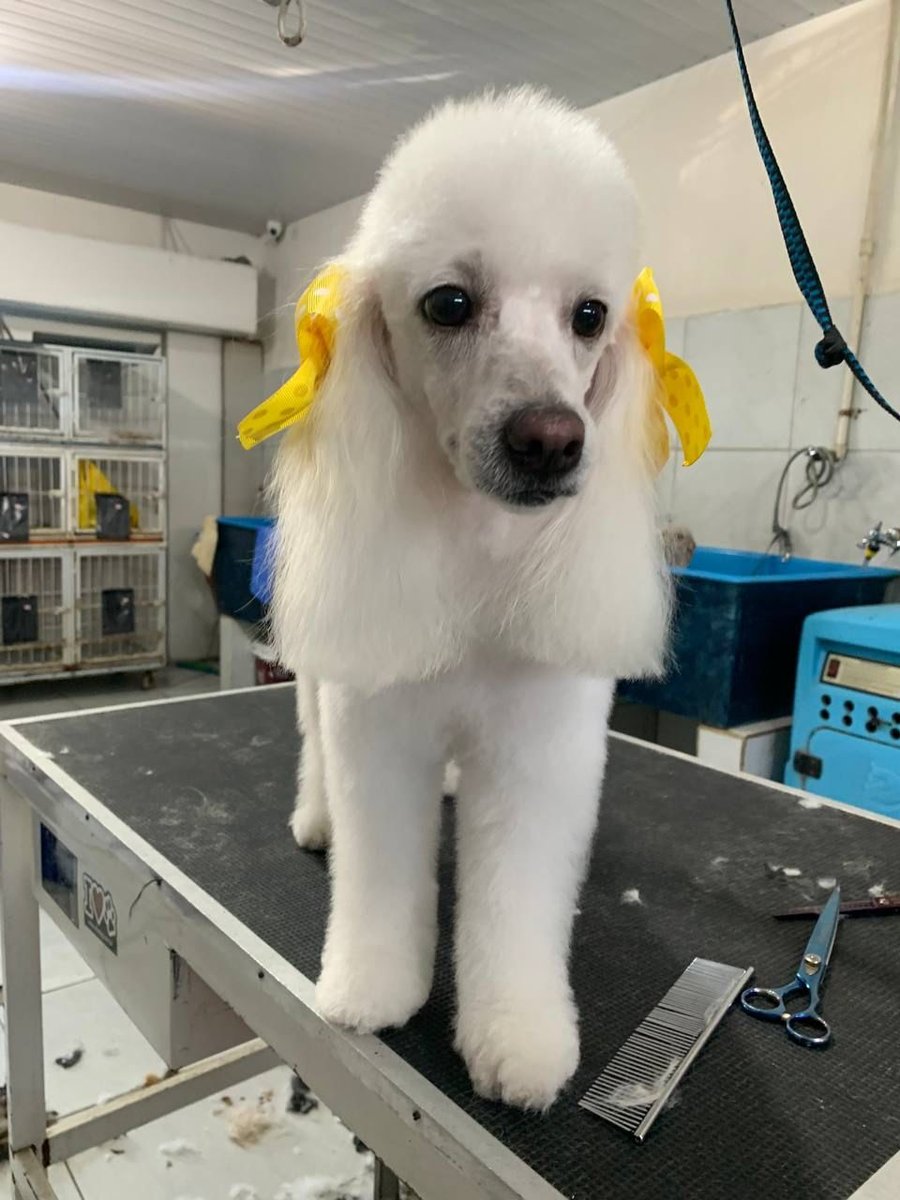 Corral Pet Shop Jóquei