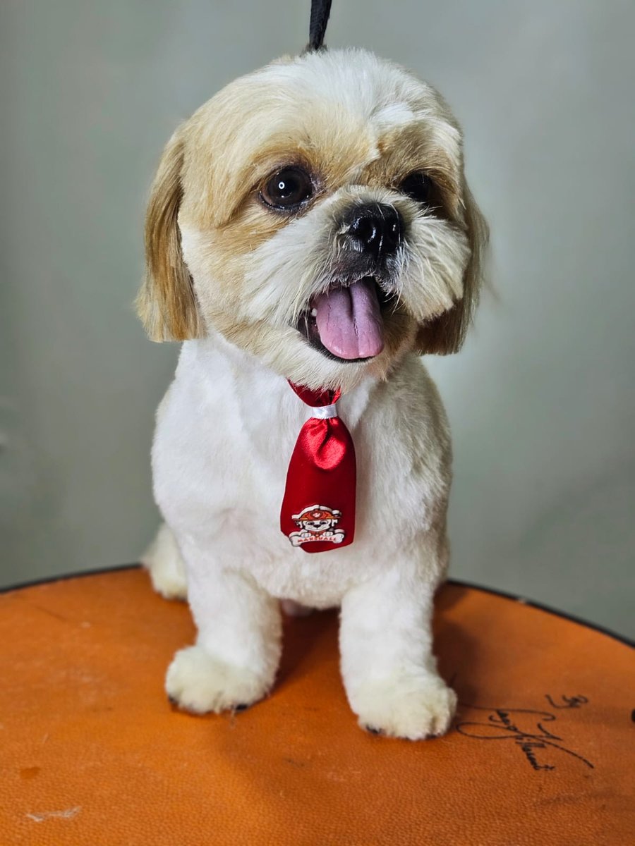 Will PetShop - Centro Estético Premium