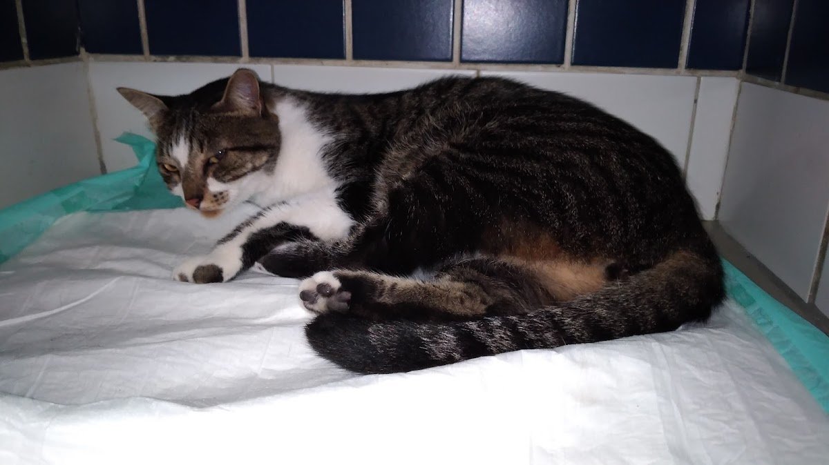 Clínica Veterinária Grajaú