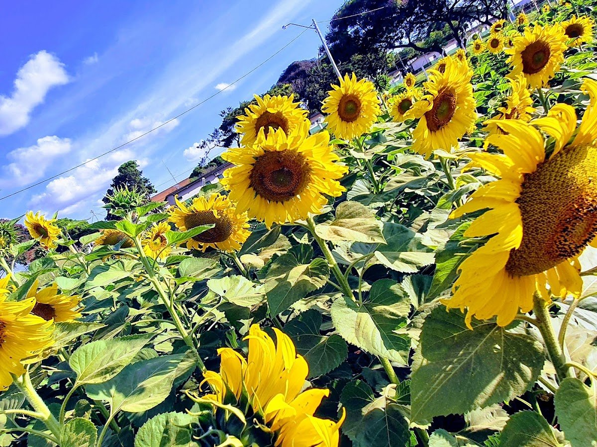 Cooperativa Agropecuária da Região do Distrito Federal