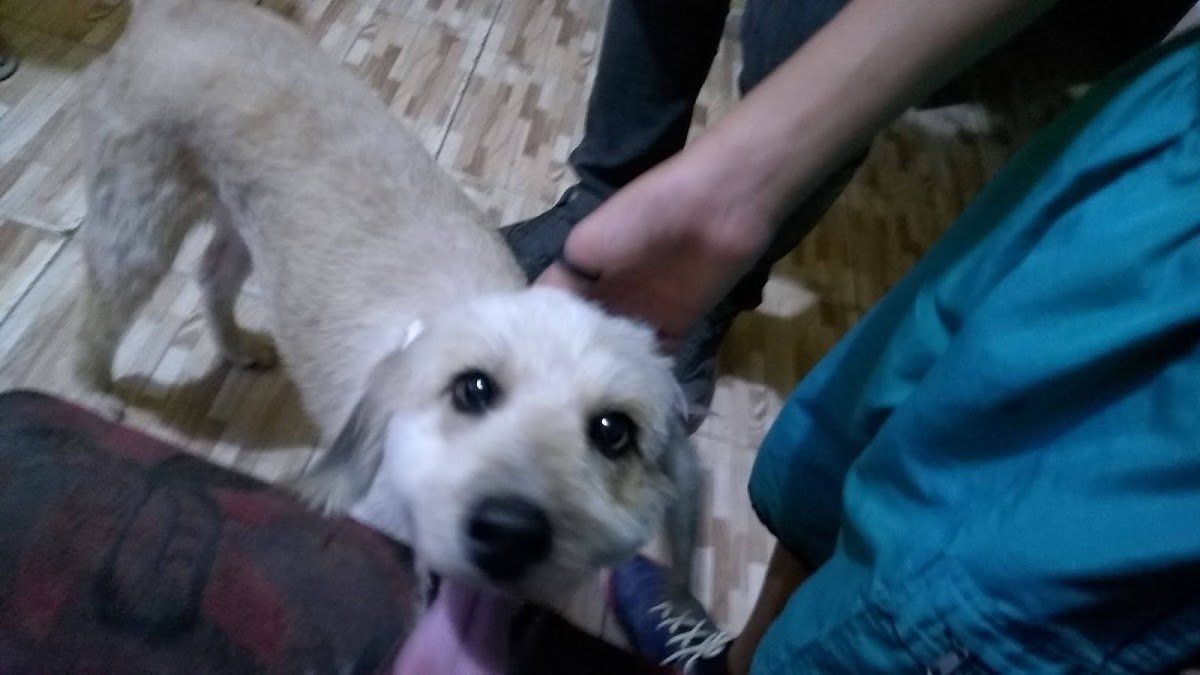 Stop Dog Pet Shop e Clínica Veterinária