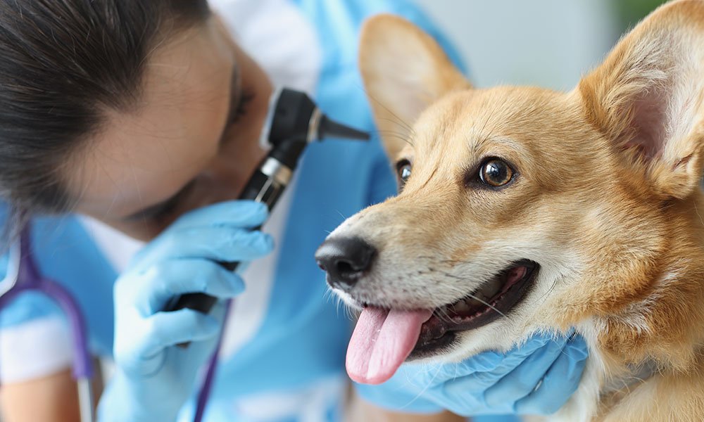Clinica Veterinária, Acupuntura e Fisioterapia Animal | Empório do Pet