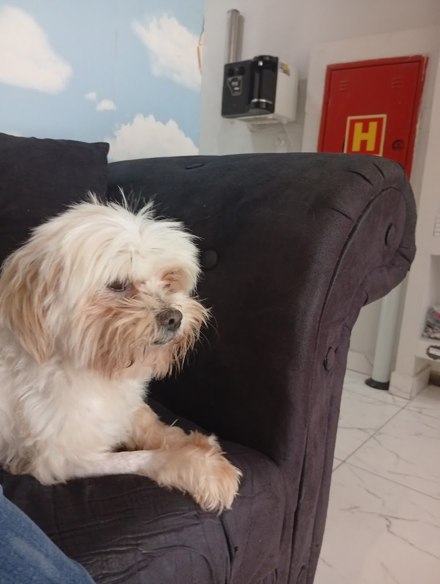 Animal Life 24 horas - Centro Avançado de Especialidades Veterinárias