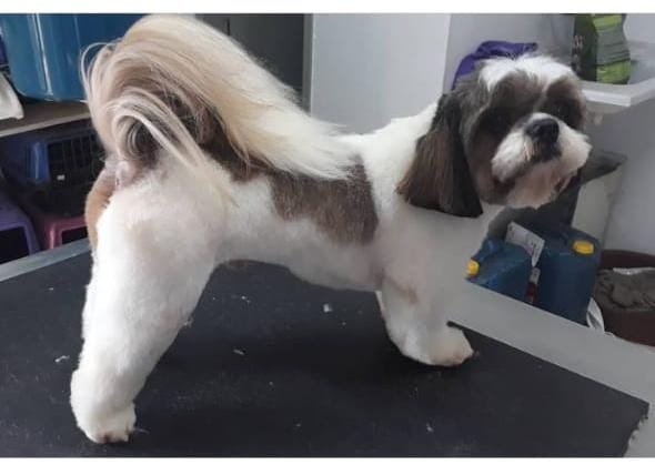 Pet shop Bichinho feliz