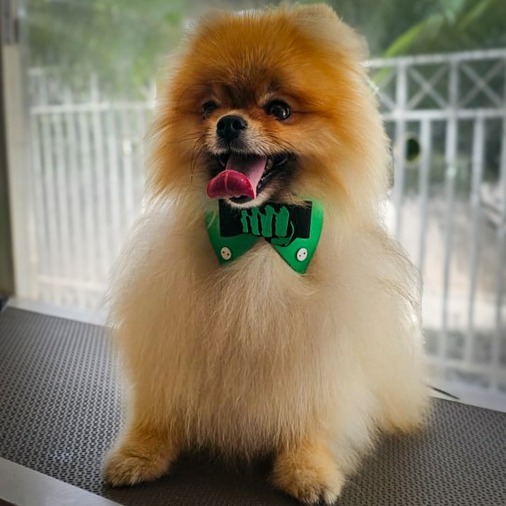 PetVet - Banho e tosa , Veterinário em domicilio, vacinas e exames