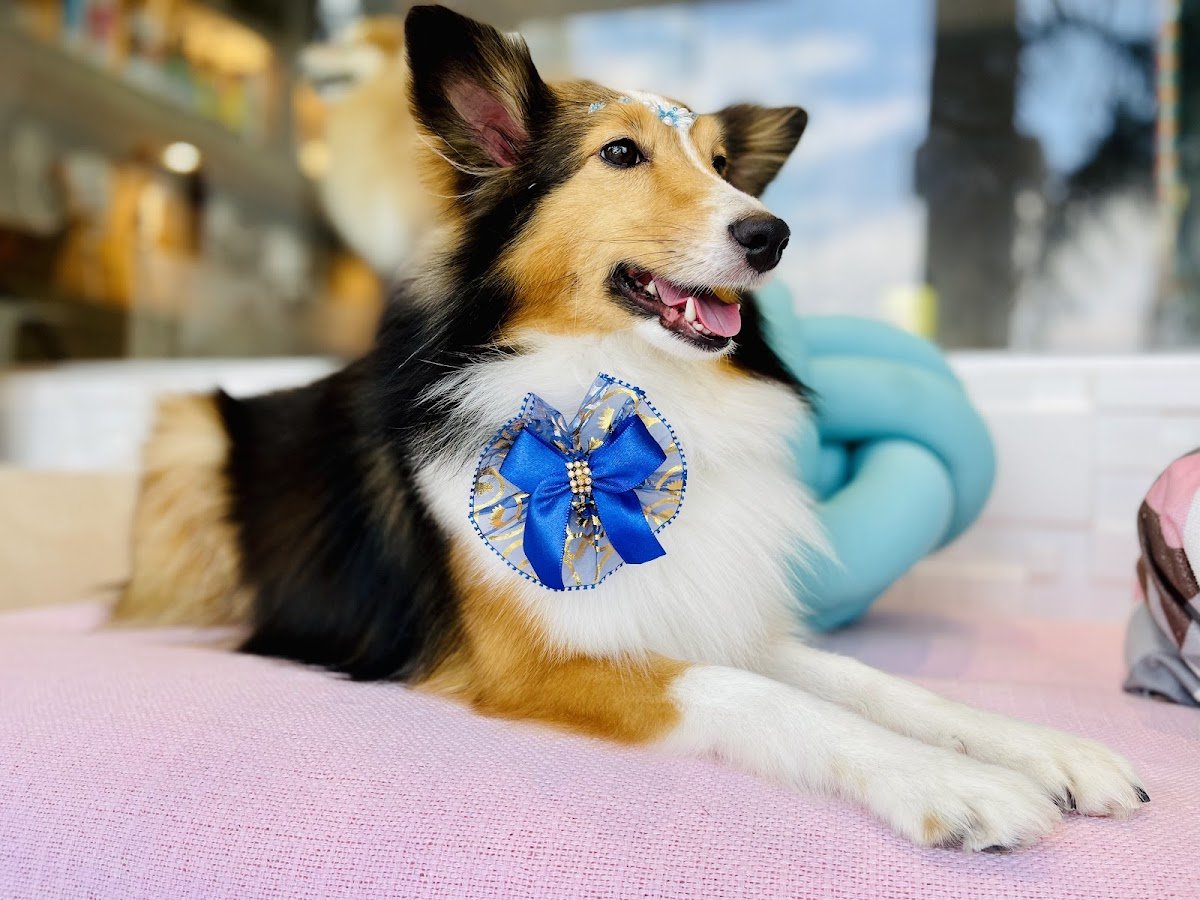 Mr Bichinho banho e tosa