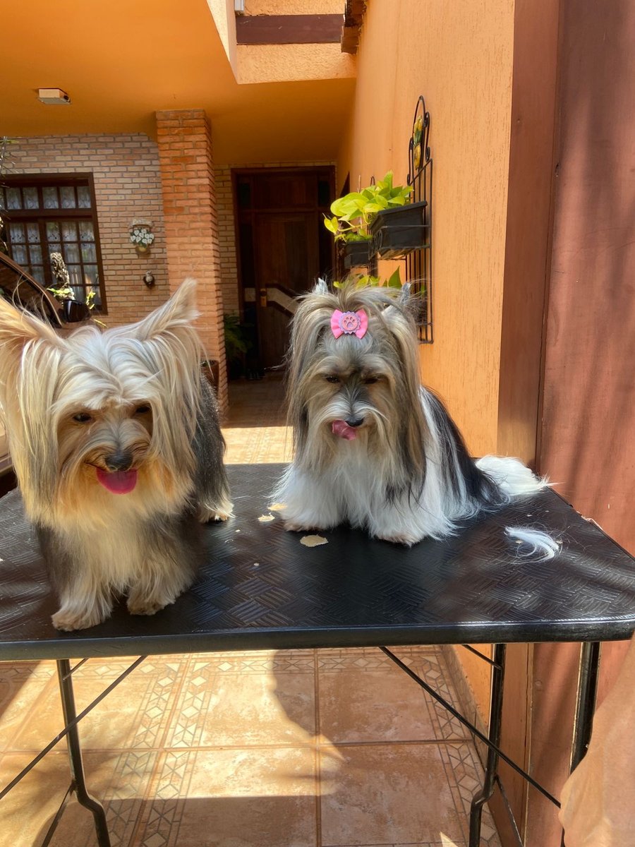 Banho e tosa no domicílio betania