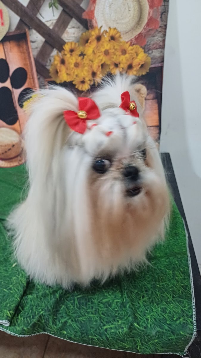 PetPamela Banho e Tosa