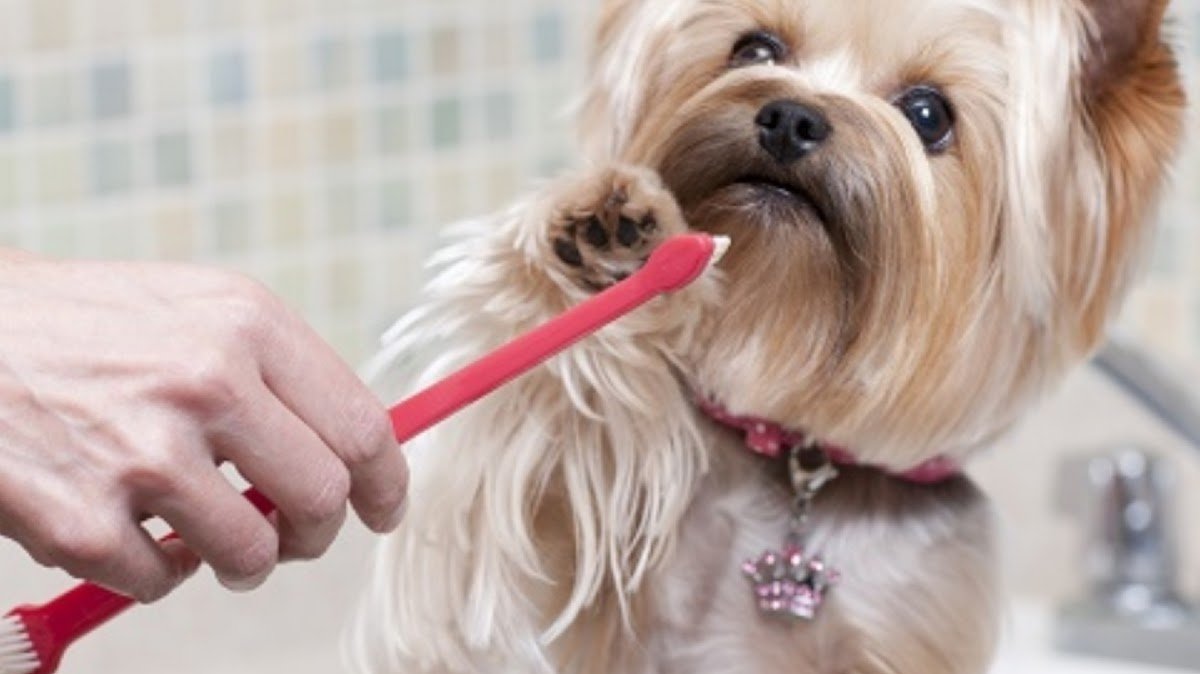 Clínica Veterinária VetSmile