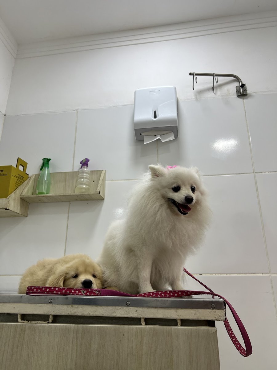 CardoZoo Consultório Veterinário