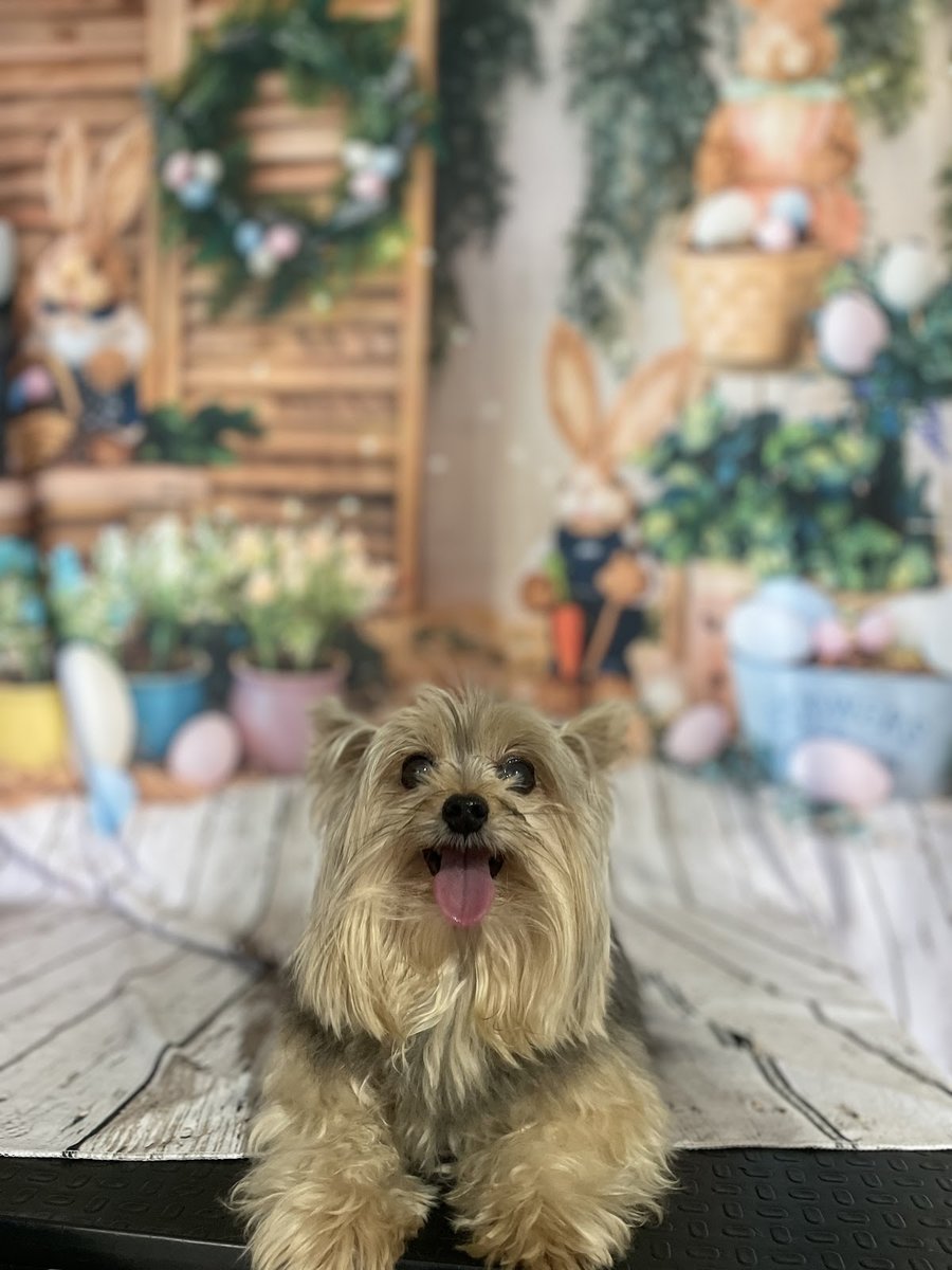 Miados e Latidos Pet Shop e Veterinário