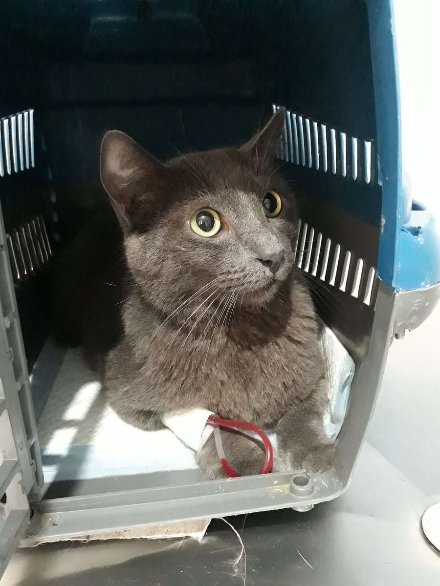 Clínica Veterinária Animal Center