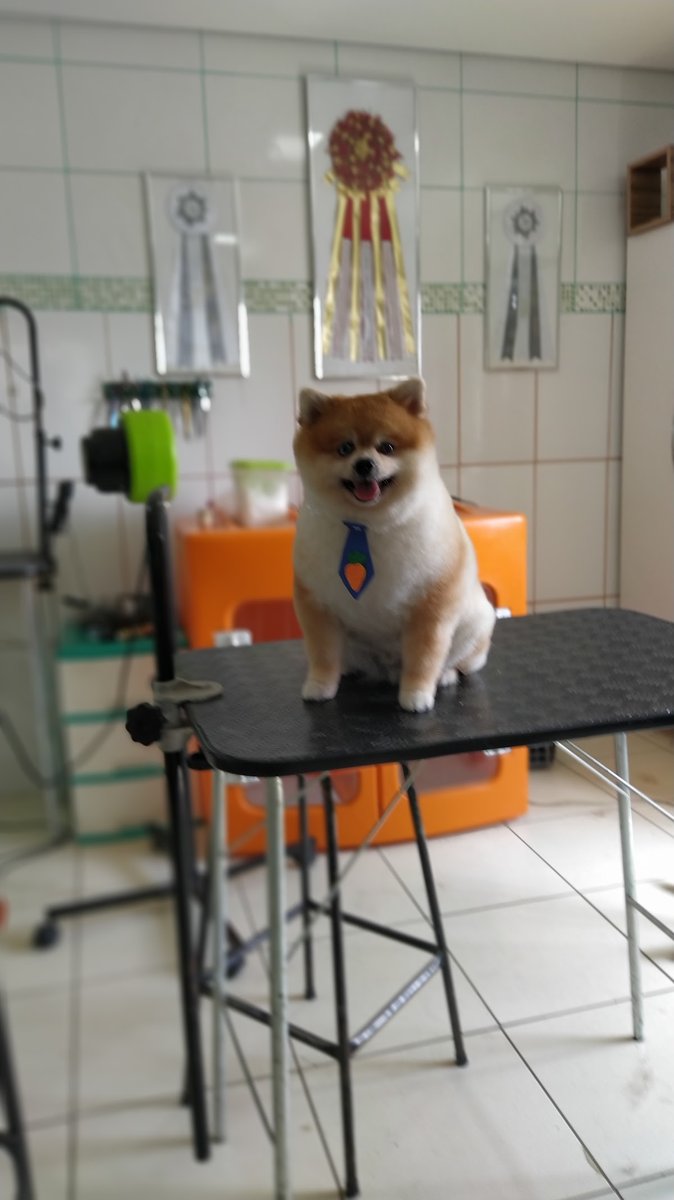 Escola de banho e tosa Arte viva