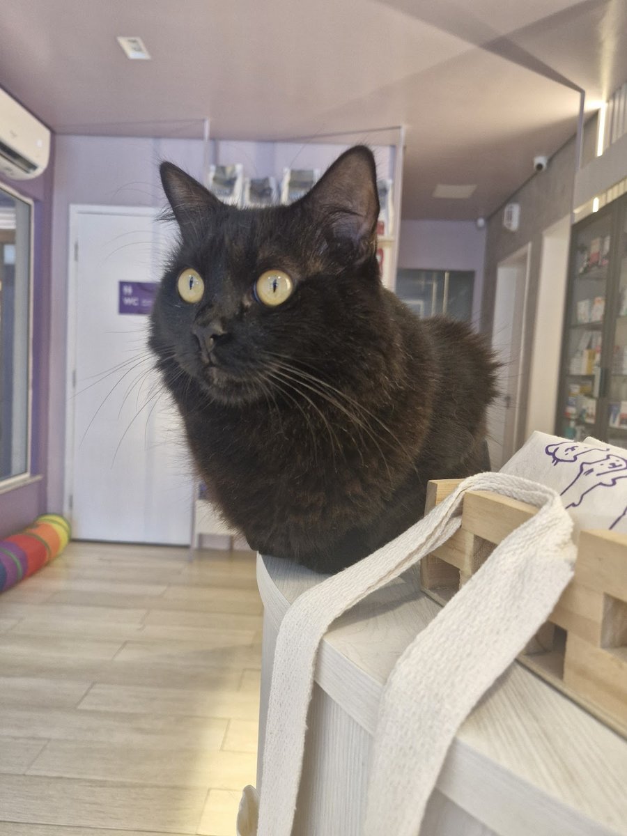 Só Para Gatos | Clínica Veterinária