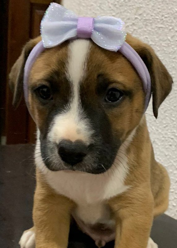 Distribuidora Pra Aves