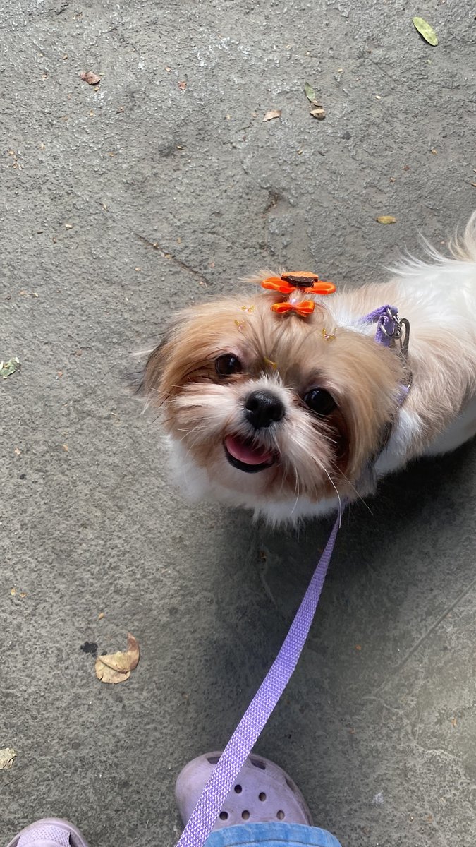 Saúde Pet Veterinária & Spa