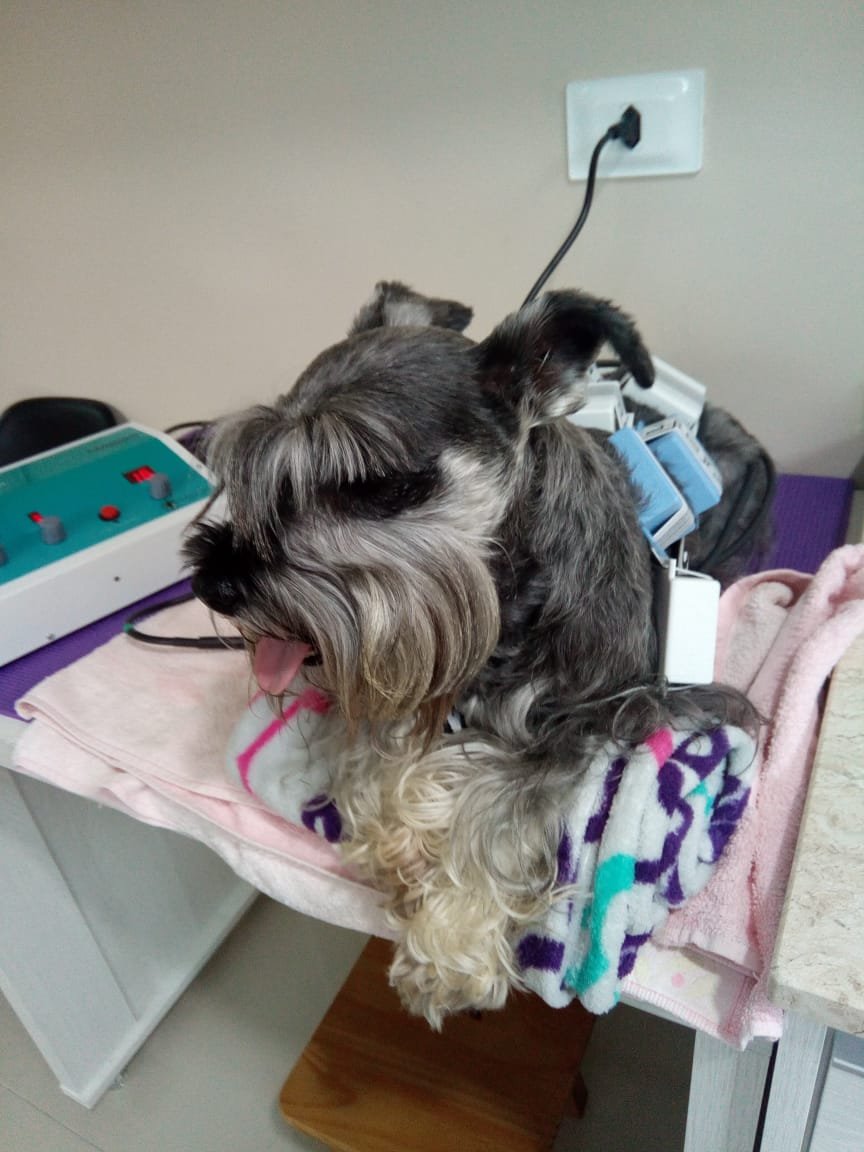 Hospital Veterinário Santa Mônica