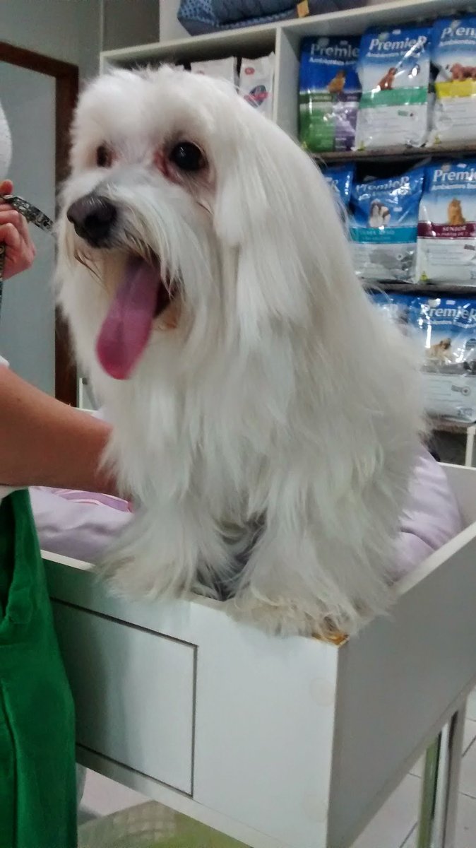 Clínica Veterinária Vita 24 horas