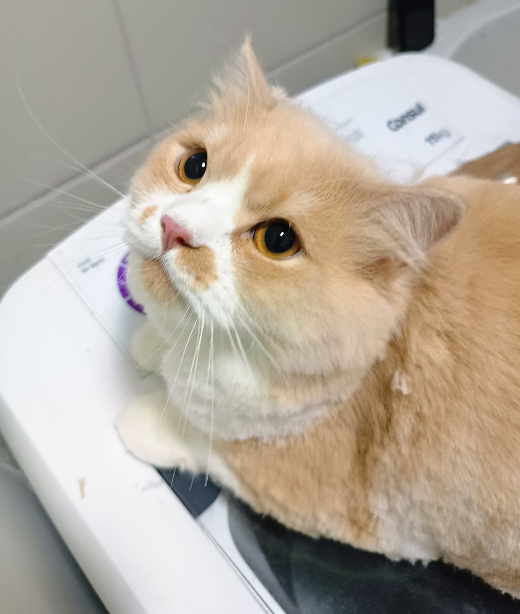 Banho e tosa para gatos - Tio Sánchez