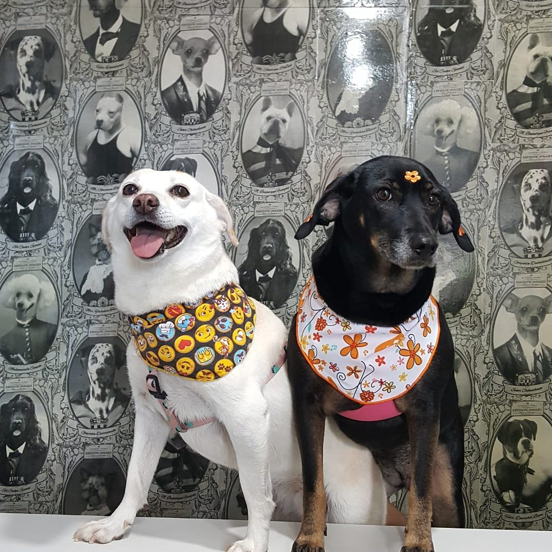 Clínica Veterinária New Dog