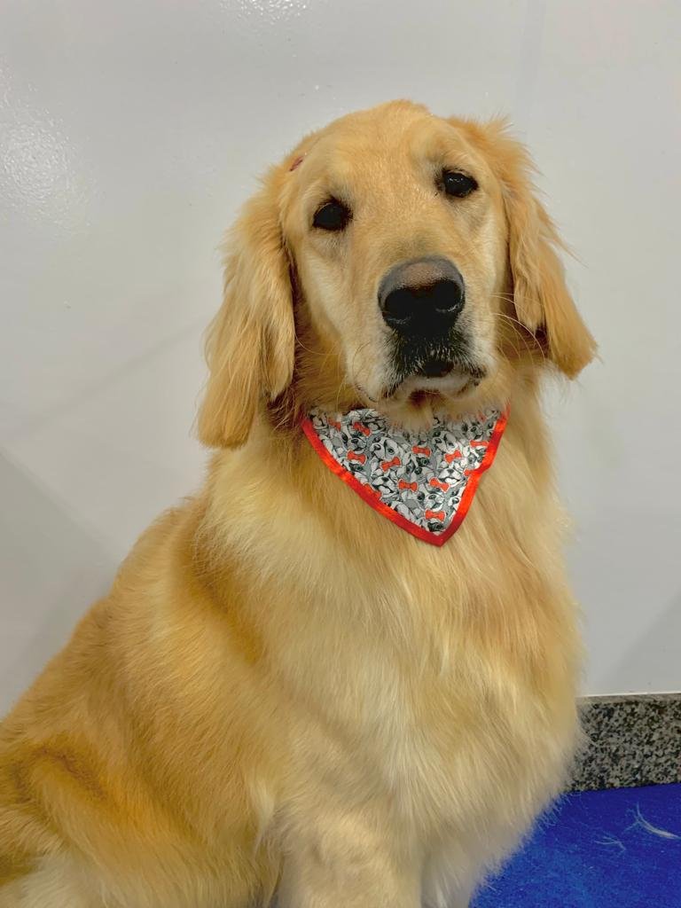 4Pets Petshop, Banho e Tosa