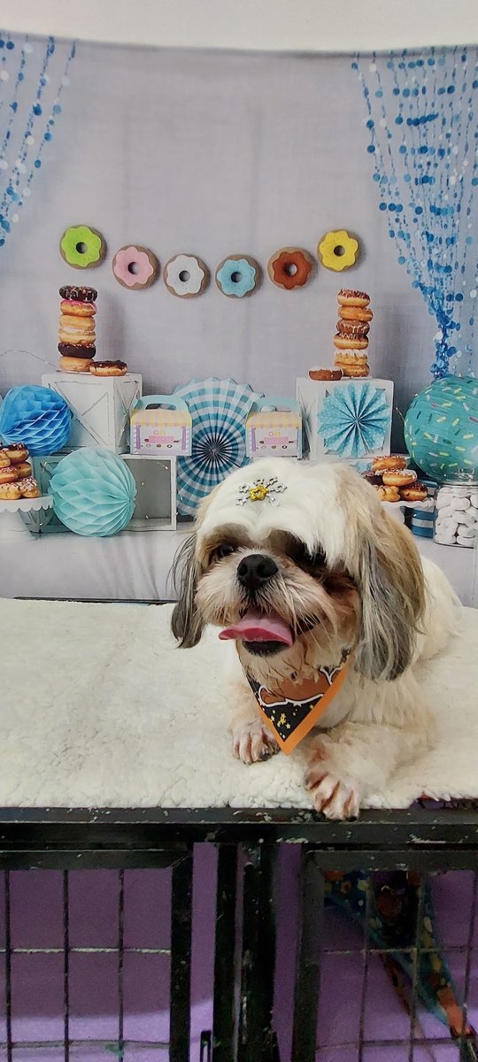 Banho e Tosa Império dos Pets - Pet Shop