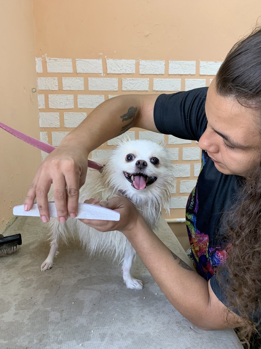 Salão Pet da Yulia da Sibéria