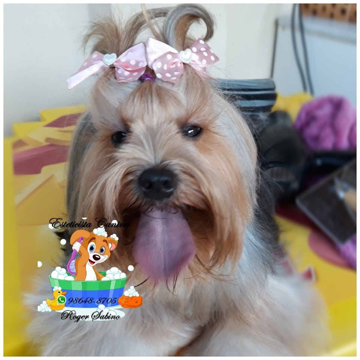 Pet shop a domicílio Roger sabino