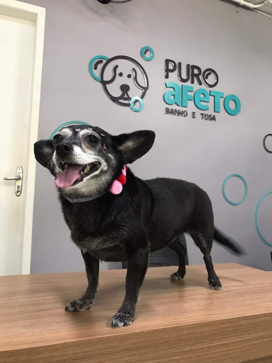 Puro Afeto Banho e Tosa Funcionários