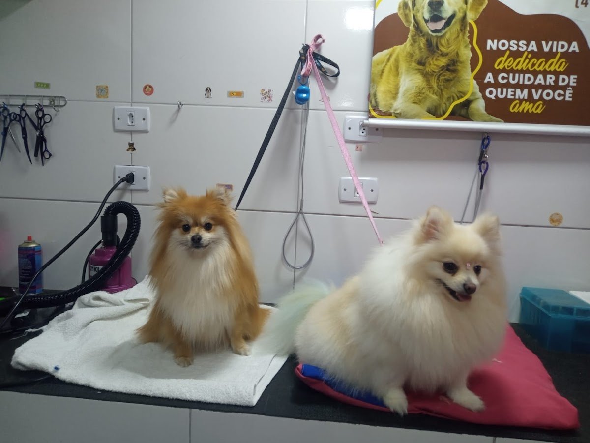 Banho e Tosa da Rose