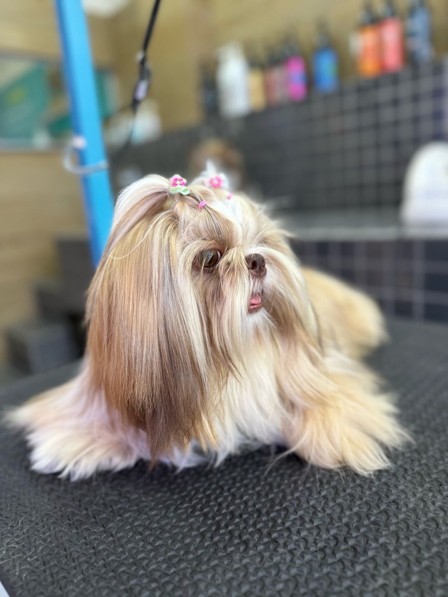 Docg Banho e Tosa - Hiperzoo Jardim Botânico