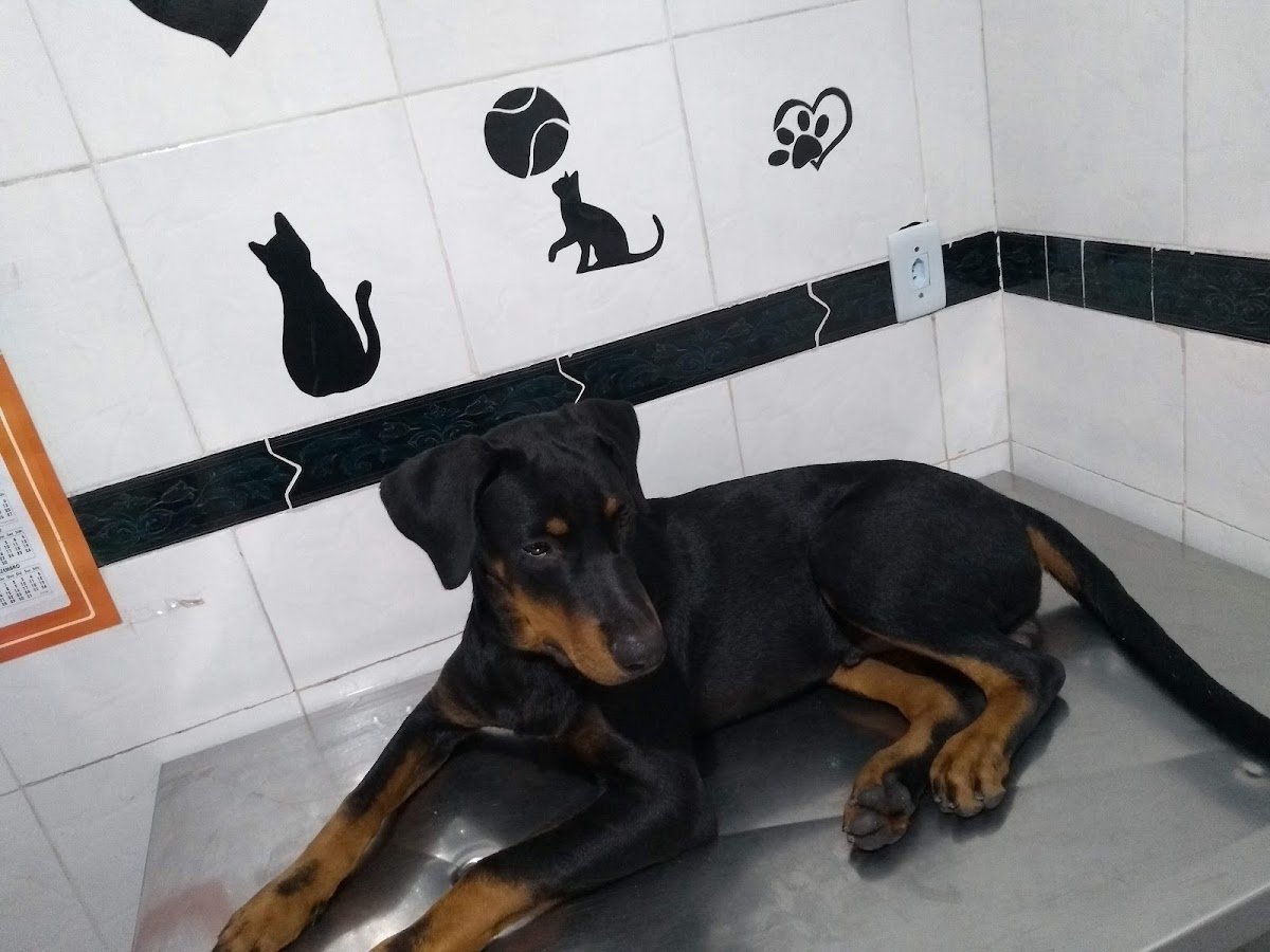 Clinica Veterinária Nova Q'lates