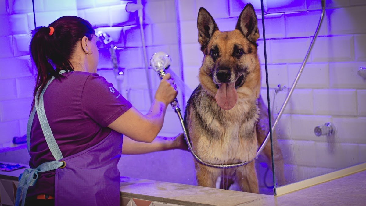 Petzito - Petshop e Atendimento Veterinário