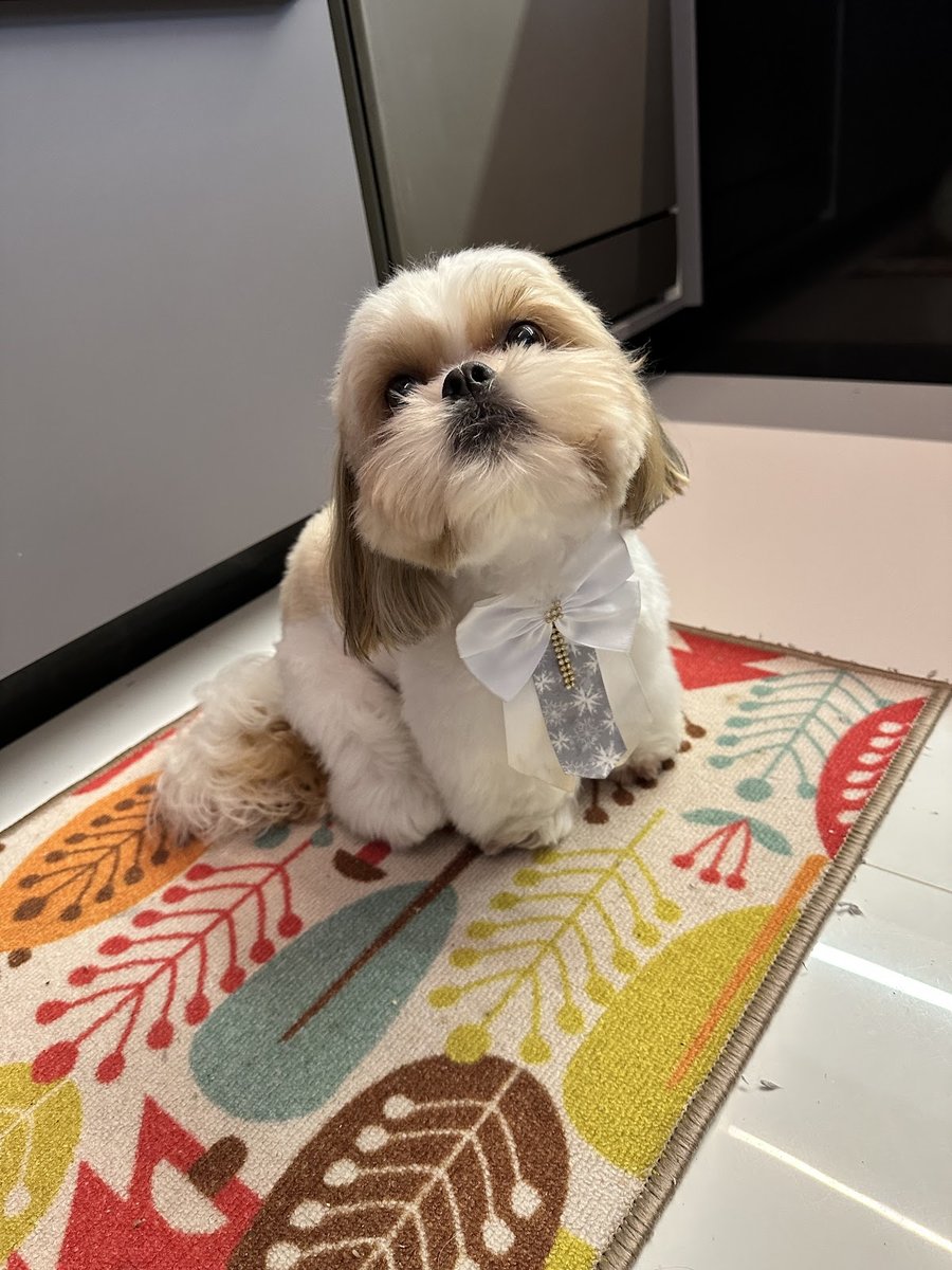 Pet Belle Pet Shop & Beauty