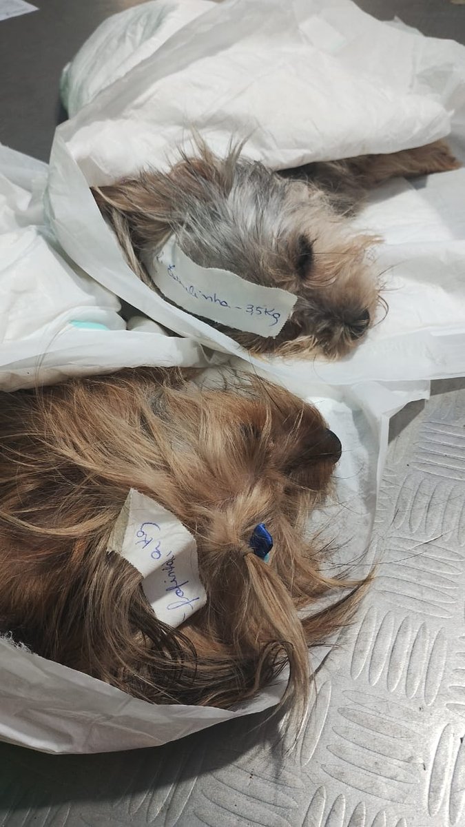 Clínica Veterinária Clinicão