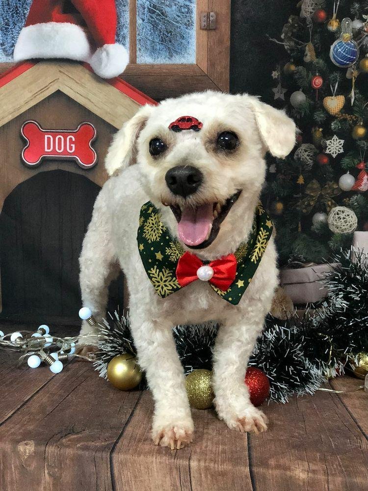 Clínica Veterinária São Gabriel