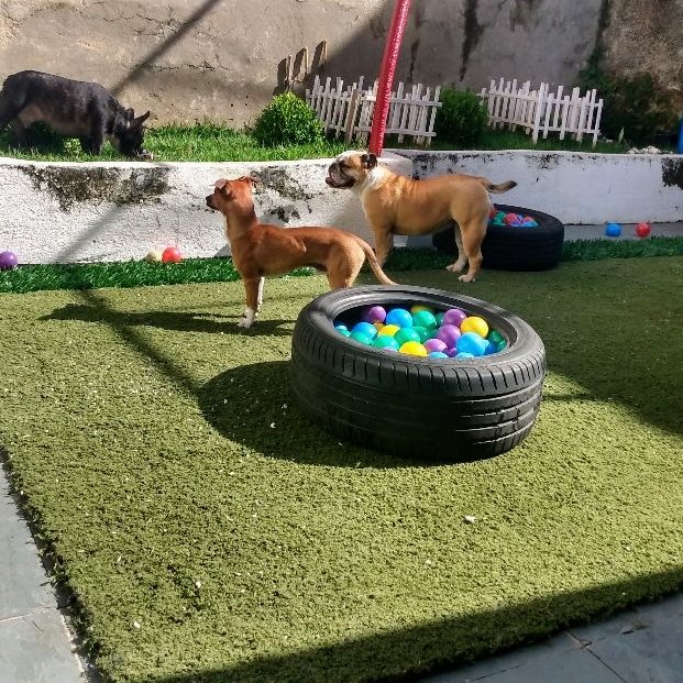 Pet Park Paraíso