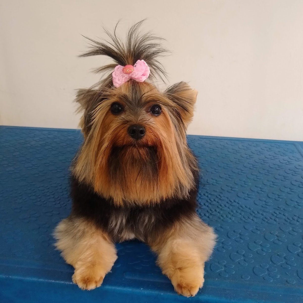 CLÍNICA VETERINÁRIA DR.VET PETS