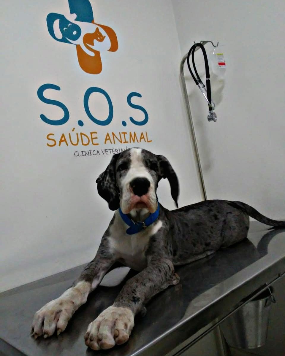 Clínica veterinária S.O.S saúde animal