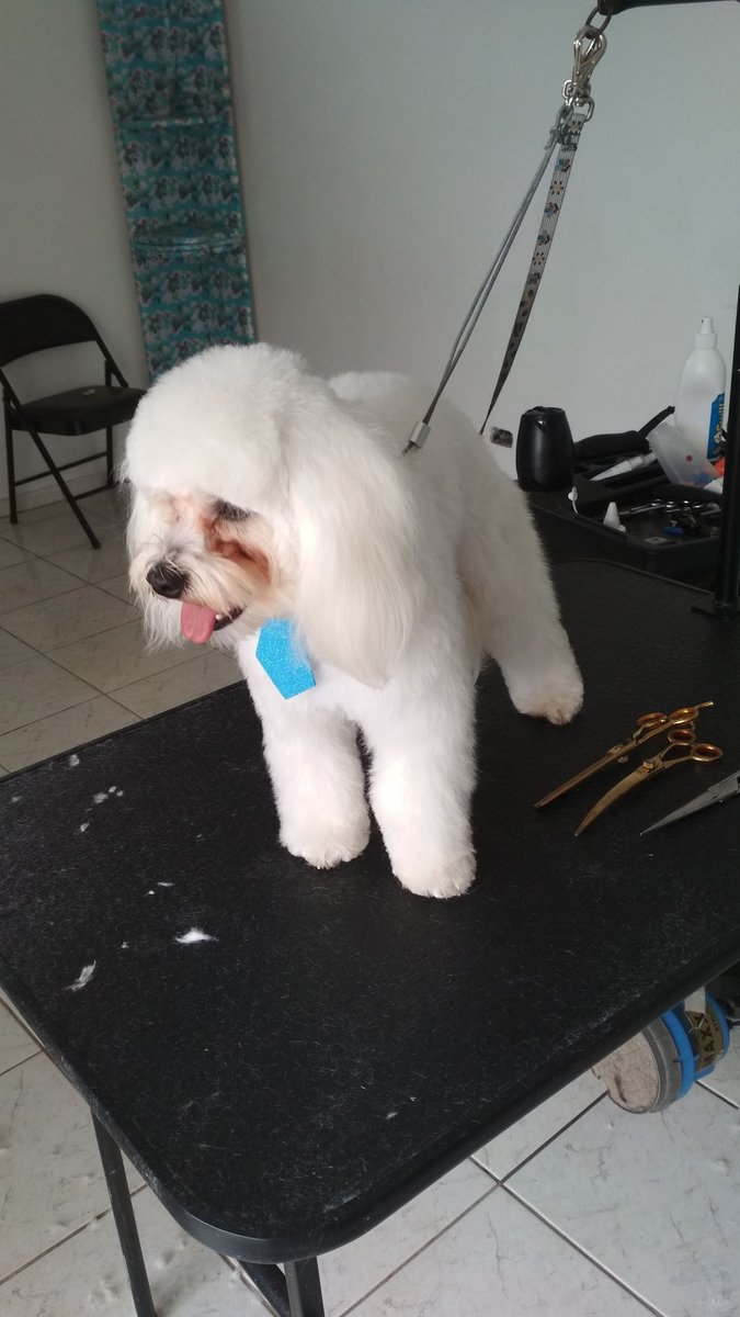 Le Pet Gatô Banho e Tosa